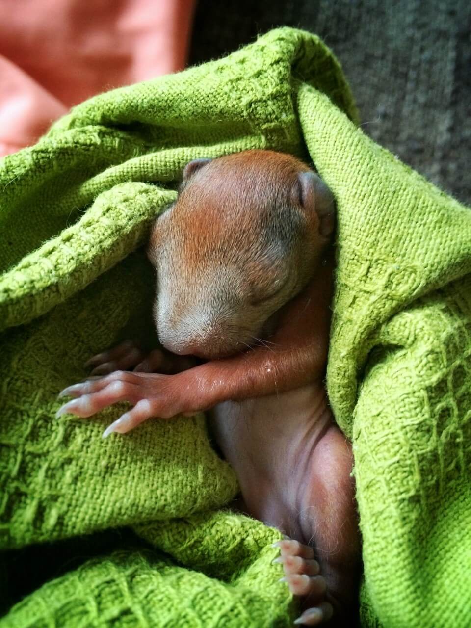 Baby Eichhörnchen Erstversorgung