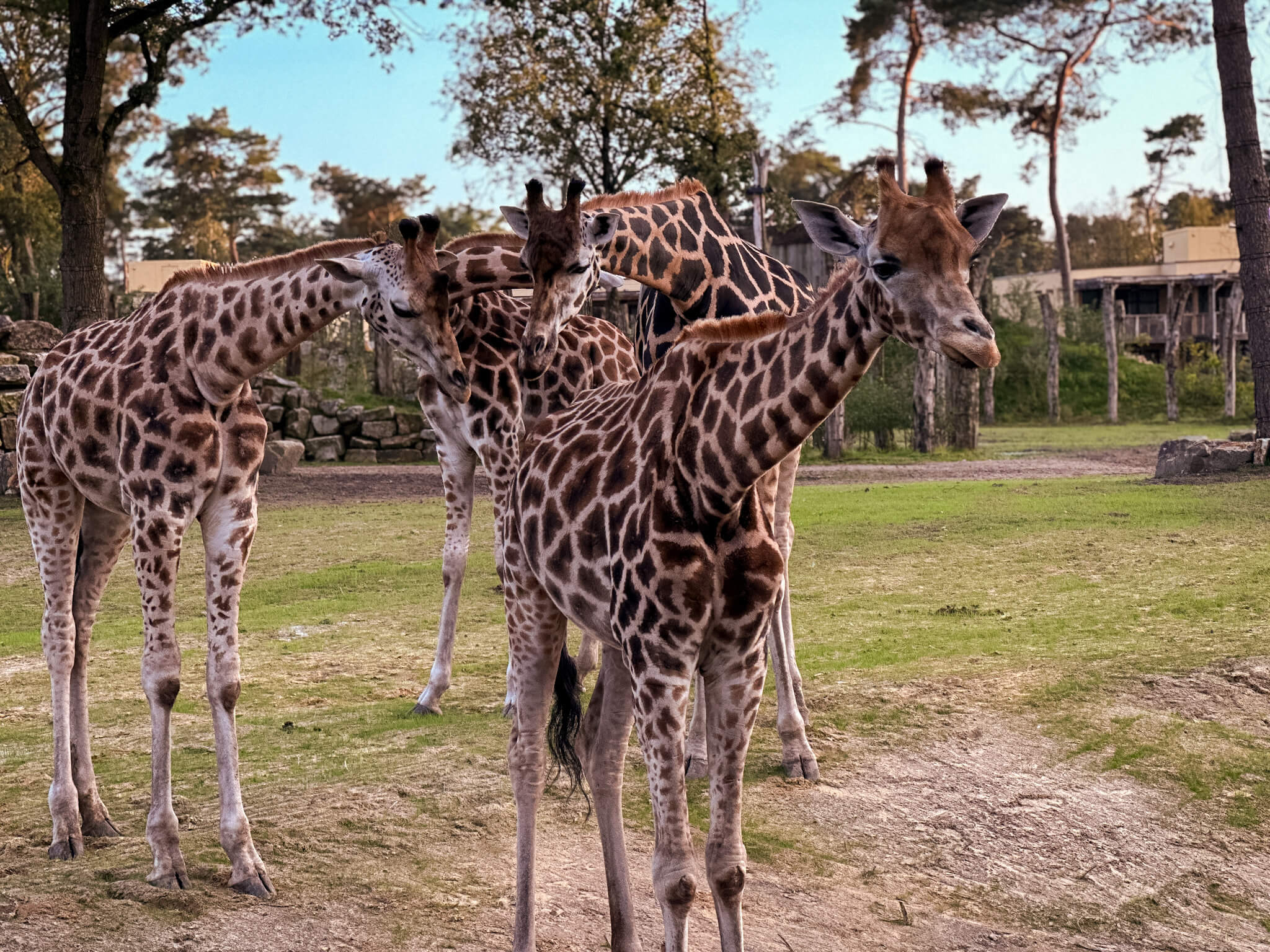 Beekse Bergen Giraffen