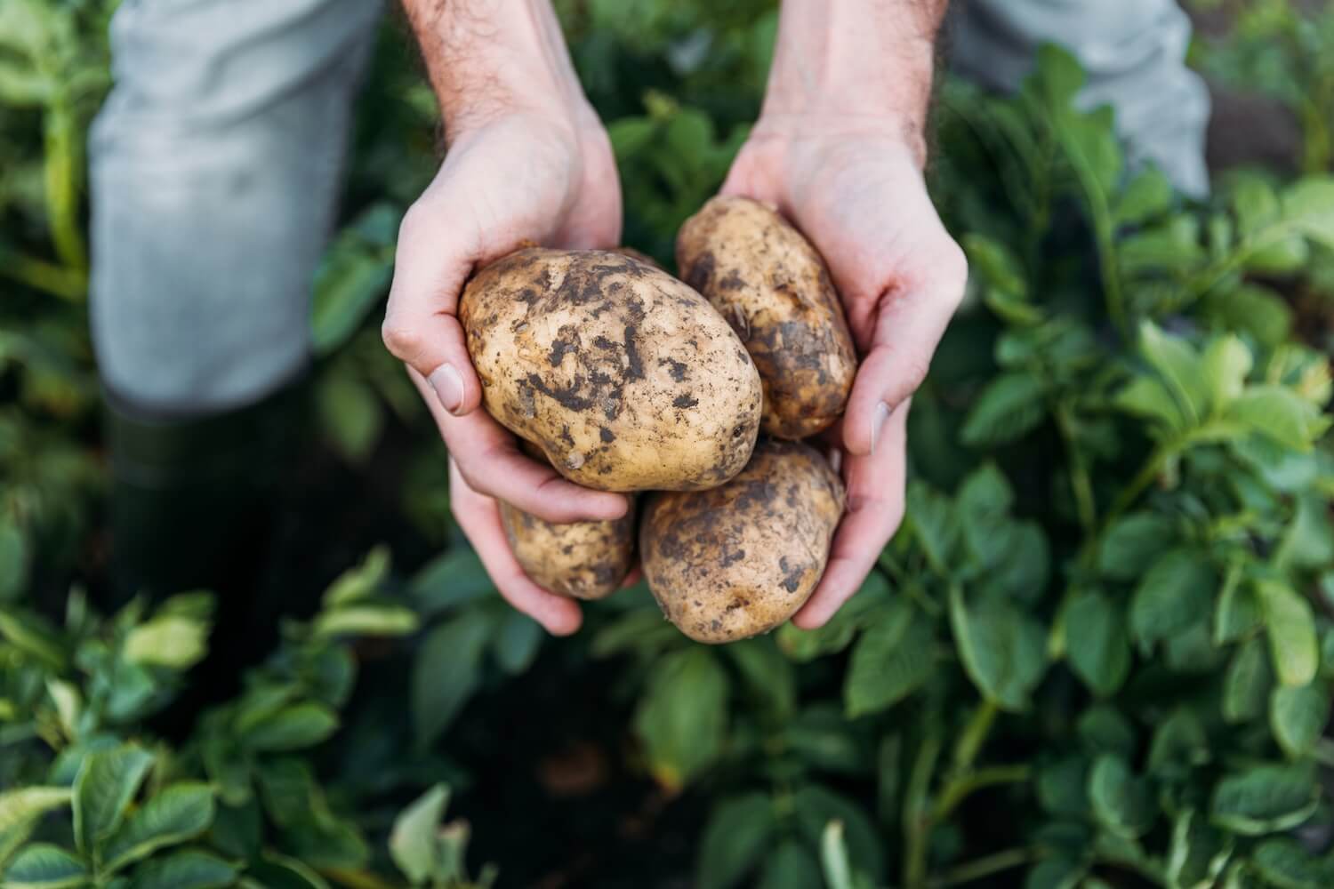 Kartoffeln kochen